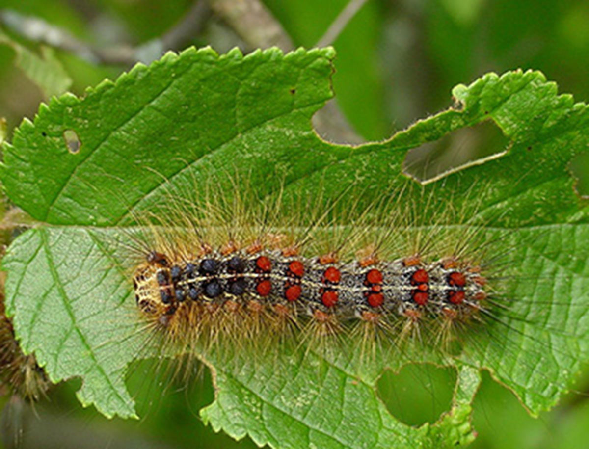 moth